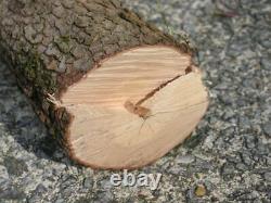 Dogwood Tree Trunk for Lathe/Turning/Woodwork 5 x 4