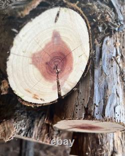 Two (2) Wood Turning Blanks Eastern Red Cedar/Aromatic Cedar Various Sizes